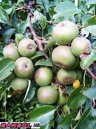 فروش نهال درخت میوه خوج